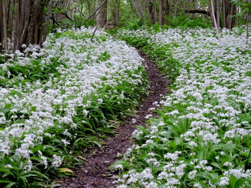 Vreta udd ramslök c