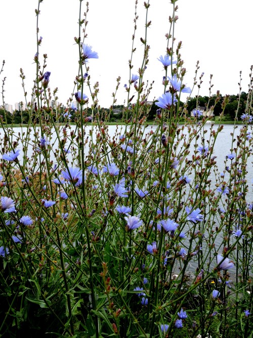 Bergianska Cikoria c