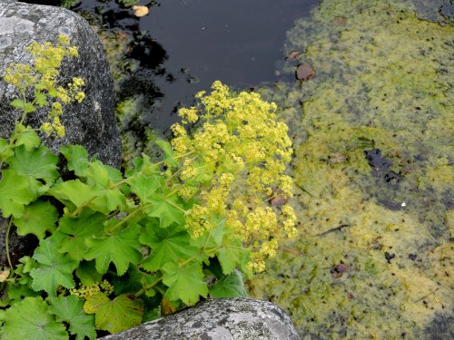Bergianska Daggkåpa