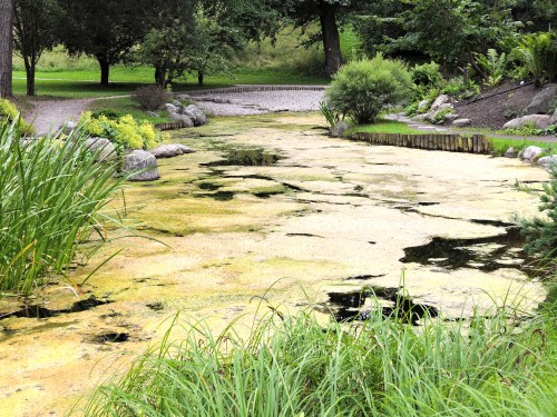 Bergianska Japanska dammen