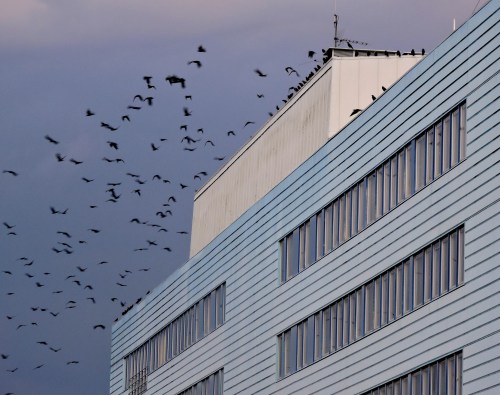 Dragonvägens kajor lyfter