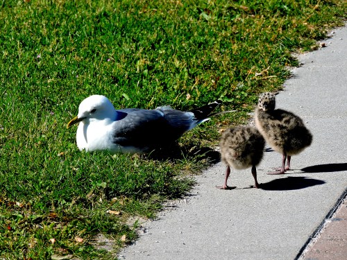 Gotland vid Visby Lasarett