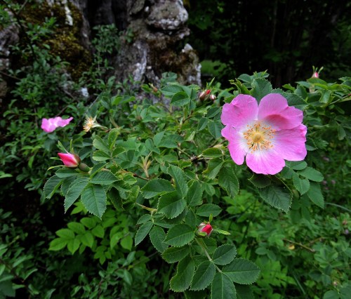 Rosen vid eken vid Lojsta b