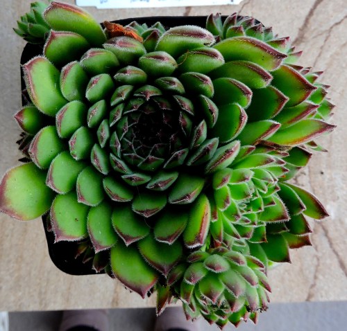 Taklök Sempervivum Zeleborii