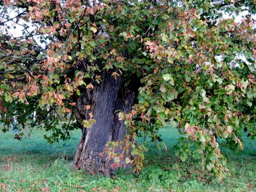 Linden som vill fortsätta att leva