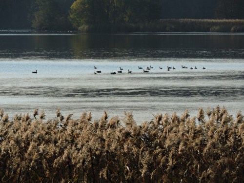 Fåglar i hela sjön