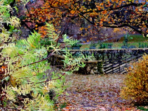 DBV:s trädgård, löv som ännu sitter kvar