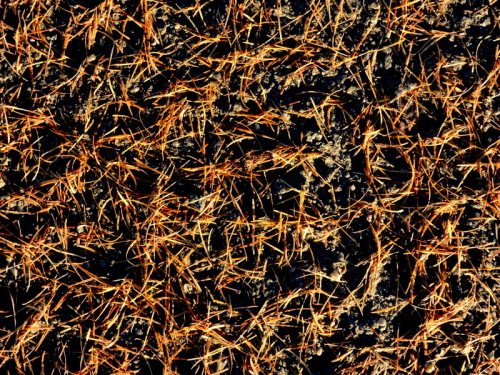 Inte bara bladen faller om hösten även barr