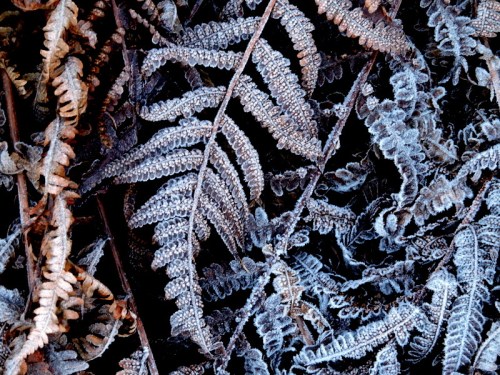 Bland vissna ormbunkar