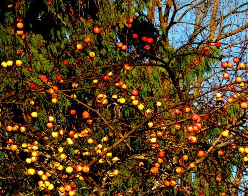 Äpplen för fåglar