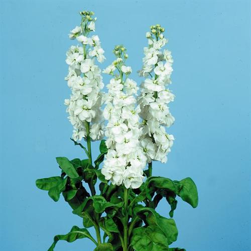 11454355-origpic-e57a8f