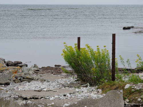 Gotland Vargtörel eller Kärrtörel på Faludden