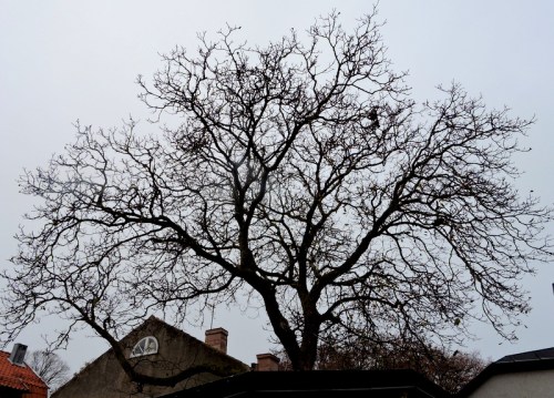 Och härifrån faller valnötterna