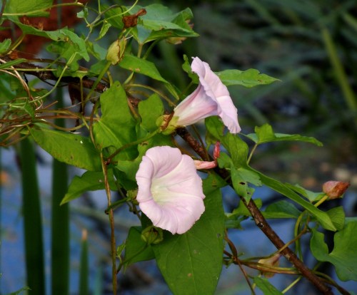 Skärvinda på åkanten kr