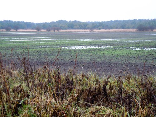 2010 i november myren kr