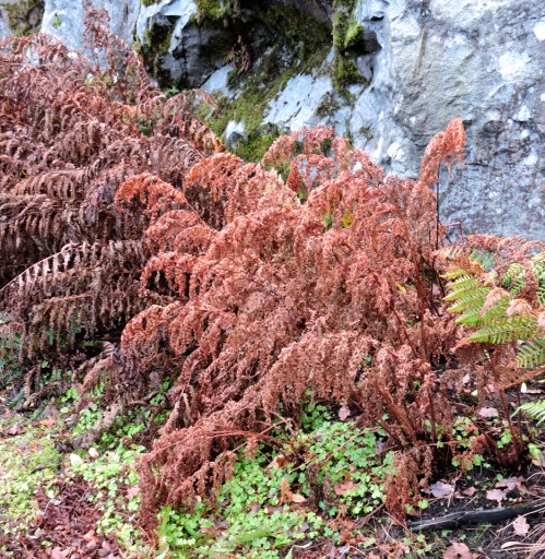 Bargianska ormbunkshyllan kr